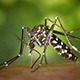 Хоћемо ли успети да се решимо комараца новом биолошком методом