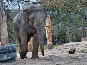 Три слона угинула од херпеса у циришком зоолошком врту