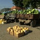 Приколице пуне лубеница, али бостанџије незадовољне