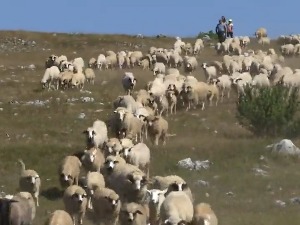 Недостатак воде мучи сточаре са Пештера, угрожене десетине хиљада грла стоке