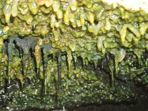 Тајанствени облици живота насељавају вулканске пећине на Хавајима