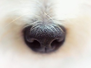 Пси виде носем, научници потврдили везу између псећих чула њуха и вида