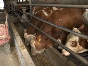 Чачански сточари се сналазе на волшебан начин, суша им помрсила рачуне и род