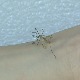 Smrad ili svrab – oprez pri kupovini aparata i preparata protiv komaraca