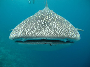 Највећа ајкула на свету није месождер, установили океанографи