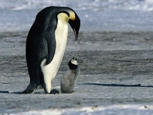 Филм - Царско путовање