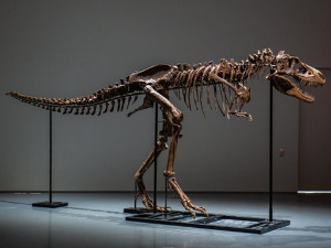 Научници огорчени – на аукцији продат скелет диносауруса за шест милиона долара