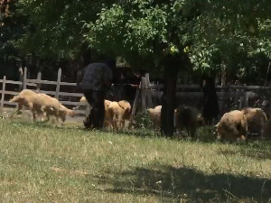 Село Дулене код Крагујевца страхује од вукова – лепо за око, сурово за живот