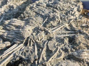 Предатор из доба јуре -  откривена риба фосил која искаче из стене 