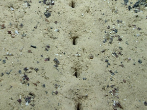 Научници збуњени мистериозним рупама откривеним на дну океана