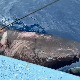 Гренландска ајкула пронађена у Карипском мору, хиљадама километара од свог арктичког дома