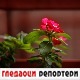 Гледаоци репортери (4. август 2022)
