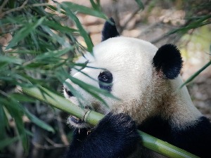 Откуд панде у бугарским мочварама