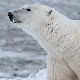 Beli medved napao i povredio turistkinju na Svalbardu, životinja uspavana