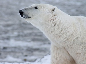 Beli medved napao i povredio turistkinju na Svalbardu, životinja uspavana