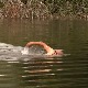 Моравски маратонац оборио Гинисов рекорд у пливању једном руком