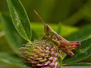 Скакавци могу да намиришу рак у раној фази, тврде научници