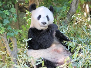 Panda Eršun rodila blizance – po drugi put
