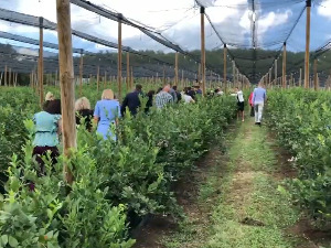 Породична предузећа у замаху на северу Косова и Метохије