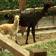 Beba alpaka ulepšala Beogradski zoo vrt, traži se kum Beba alpaka ulepšala Beogradski zoo vrt, traži se kum