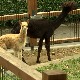 Beba alpaka ulepšala Beogradski zoo vrt, traži se kum