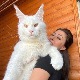 Кефир је можда највећи мачак на свету, али је прави „нежни џин