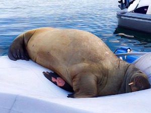 Усмрћена Фреја - женка моржа „опасна“ по људе