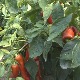 Како је вртка, белопаланачко „црвено злато“, извртела пут до купаца
