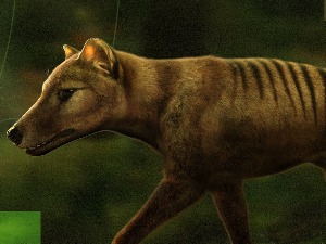 Научници припремају васкрсење тасманијског тигра