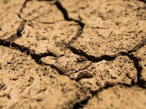 Сушић о суши: Овакви услови су елементарна непогода, али постоји начини да ратари то предупреде