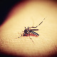 Сигурно вас неће обрадовати то што је данас Светски дан комараца