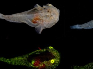 Сијају у мраку, рибе Гренланда кроз које тече зелени антифриз