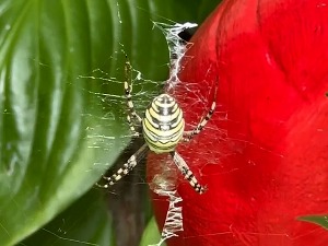 Климатске промене довеле паука-осу у Србију