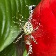 Климатске промене довеле паука-осу у Србију