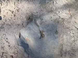 Рексов рођак оставио стопе старе 113 милиона година у пресахлој реци у Тексасу