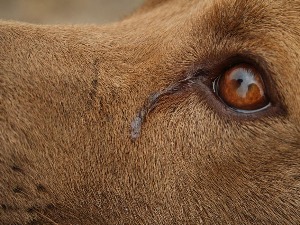 И пси плачу, а када најчешће пусте сузу