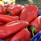 Црвена поља паприка код Параћина, цена до 150 динара
