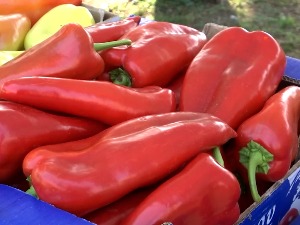 Црвена поља паприка код Параћина, цена до 150 динара