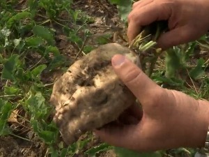 Шећерна репа – ратари очекују мањи принос него лане, али већу цену 