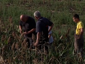 Производња сирка у Северном Банату