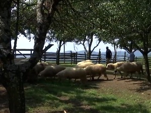 Мештани планинских села код Краљева већ десет дана страхују од вукова