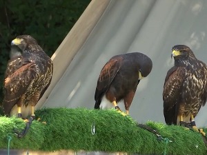 Соколарство - привилегија краљева, српска традиција под заштитом Унеска 