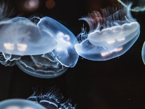 Пужеве већ користимо, али да ли је најбоља крема против старења – од медуза