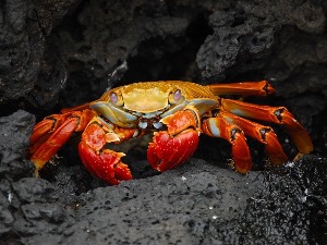 Научници хоће да праве биоразградиве батерије од оклопа ракова