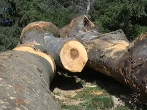 Сезона за шумокрадице, пустоше и државне и приватне шуме – Београд био црна тачка