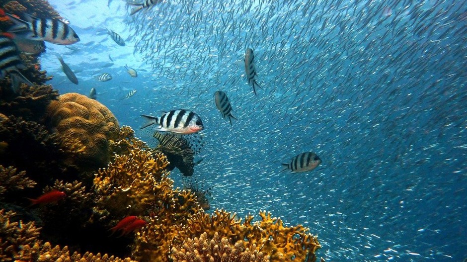 Велики напредак у трци за спас карипских корала