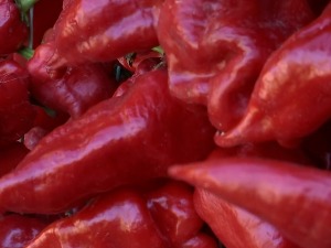 Узгој паприке вртке у Белој Паланци