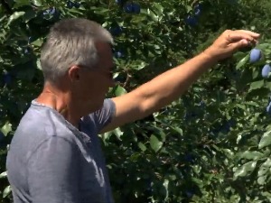 Радомир има руднике у Аризони и живи прави амерички сан, али завичај не заборавља