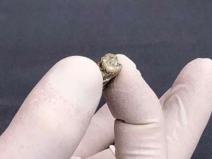 Gruzijski arheolozi pronašli ljudski zub star 1,8 miliona godina