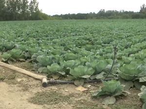 Сече се купус и спрема Купусијада у Мрчајевцима